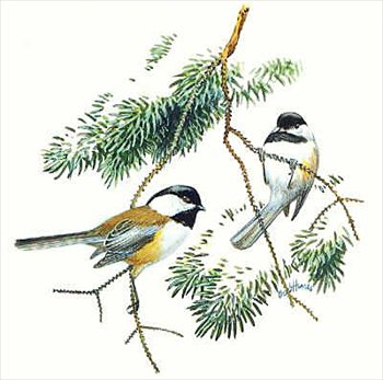 Two chickadees perched on evergreen branches, one with orange flanks and black cap, the other in classic black-and-white plumage.