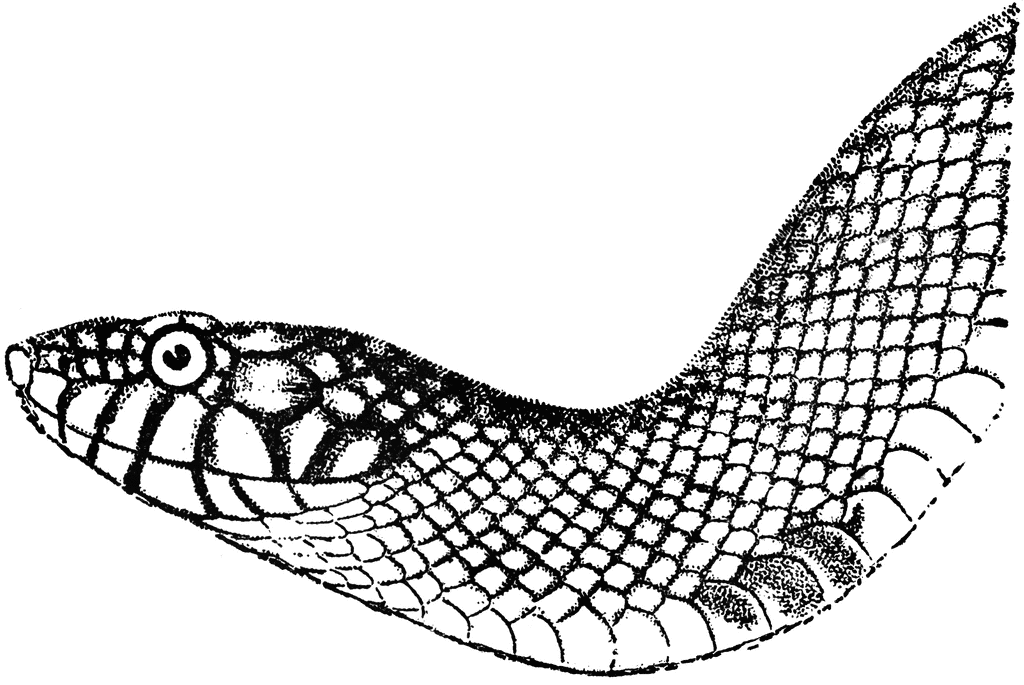 Black-and-white line drawing of a snake head and upper body showing detailed scales and eye.