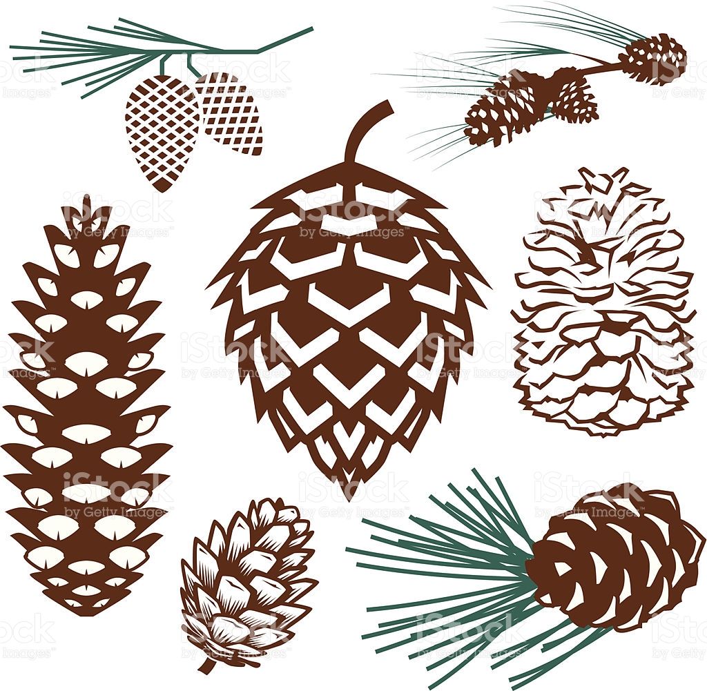 Pinecone Clipart. Free Download Transparent .PNG Clipart Library - Clip ...