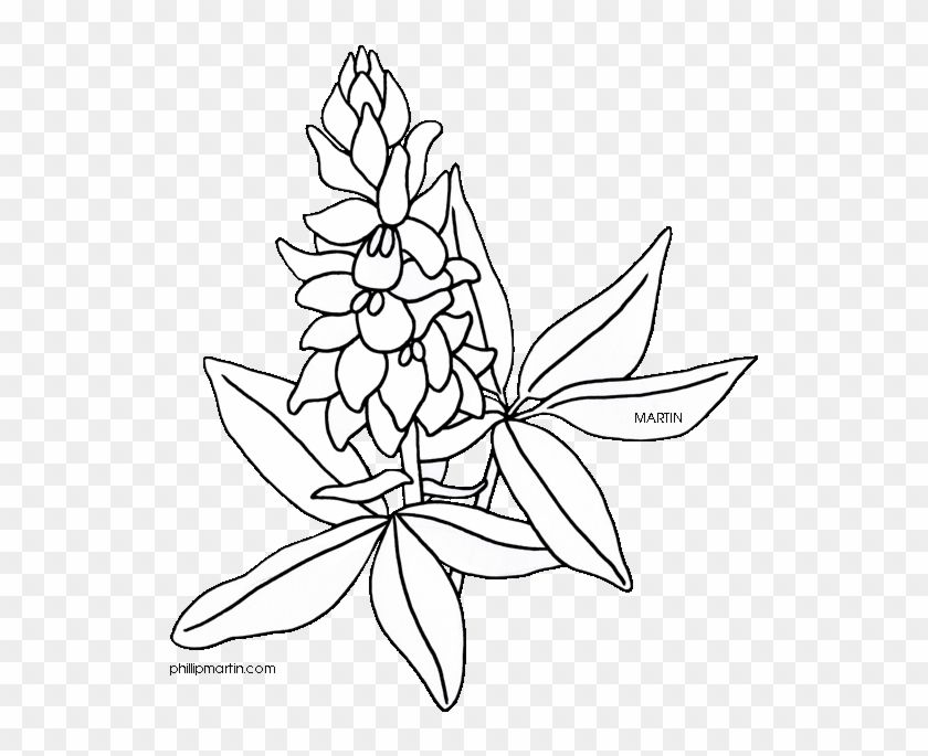 Black-and-white line drawing of a flowering orchid with elongated leaves and clustered blooms, signed "MARTIN".