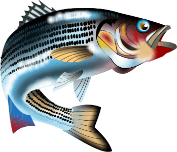 Vibrant illustration of a striped bass leaping, with detailed scales, blue eye, and dynamic motion against white background.