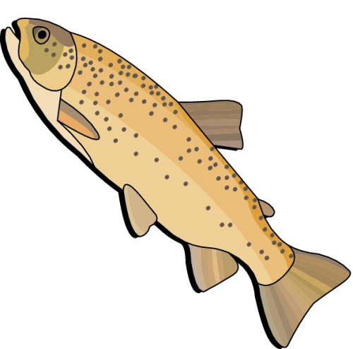 Illustration of a spotted brown trout with golden-brown body, dark spots, and streamlined shape against white background.