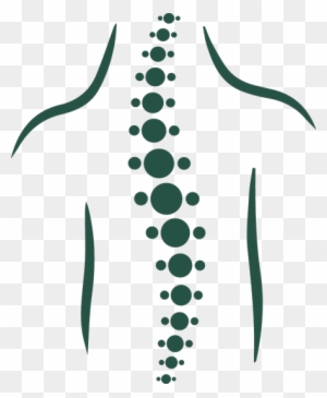 Spine Anatomy Illustration - Human Vertebral Column Diagram