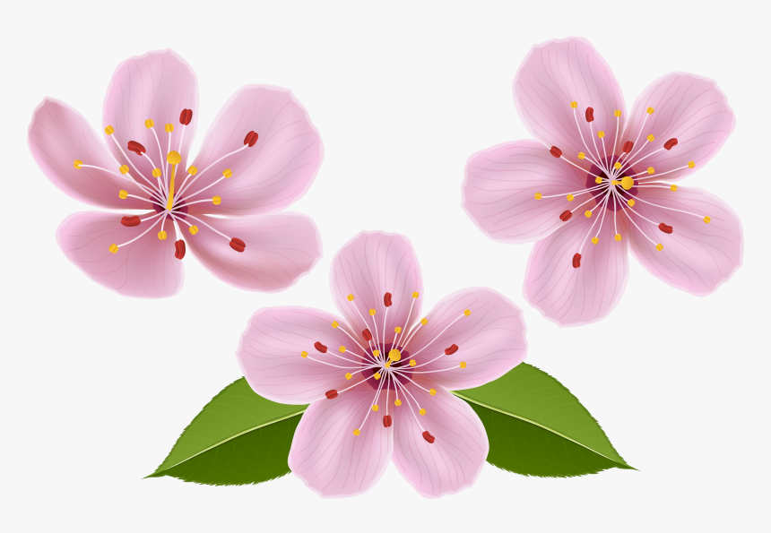 Three delicate pink cherry blossoms with yellow stamens and green leaves on a white background.