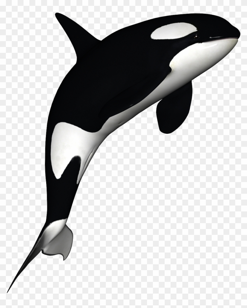 Cute Orca Whale Killer Whale Cartoon Clipart Vector Image Clip Art