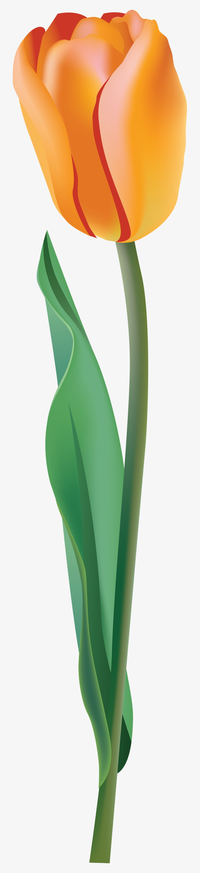 Vibrant orange tulip with red streaks and green stem and leaves, illustrated in smooth gradient style.