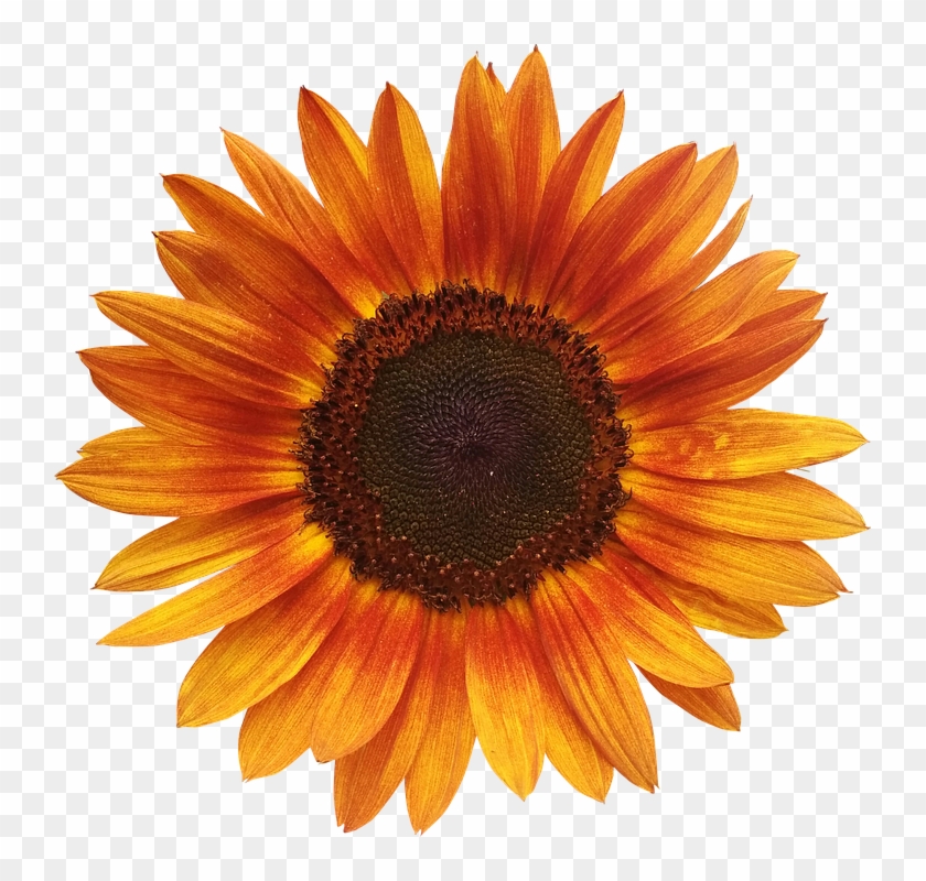 Sunflower Clip Art Vector Clip Art Online Royalty Free Public My Xxx