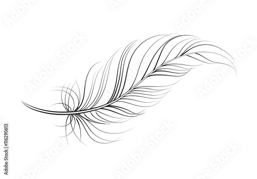 Elegant black-and-white line drawing of a detailed feather with flowing barbs and delicate shaft.