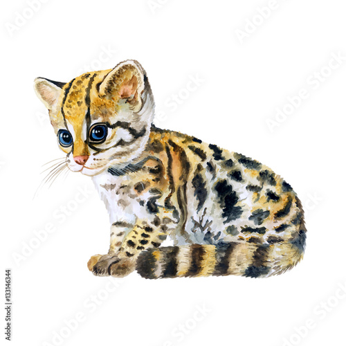Watercolor illustration of a spotted ocelot kitten with large blue eyes, sitting alert against white background.