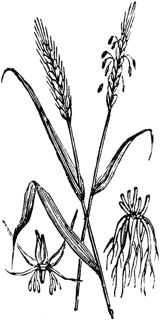 Grass Species Illustration - Botanical Line Art for Plant Identification