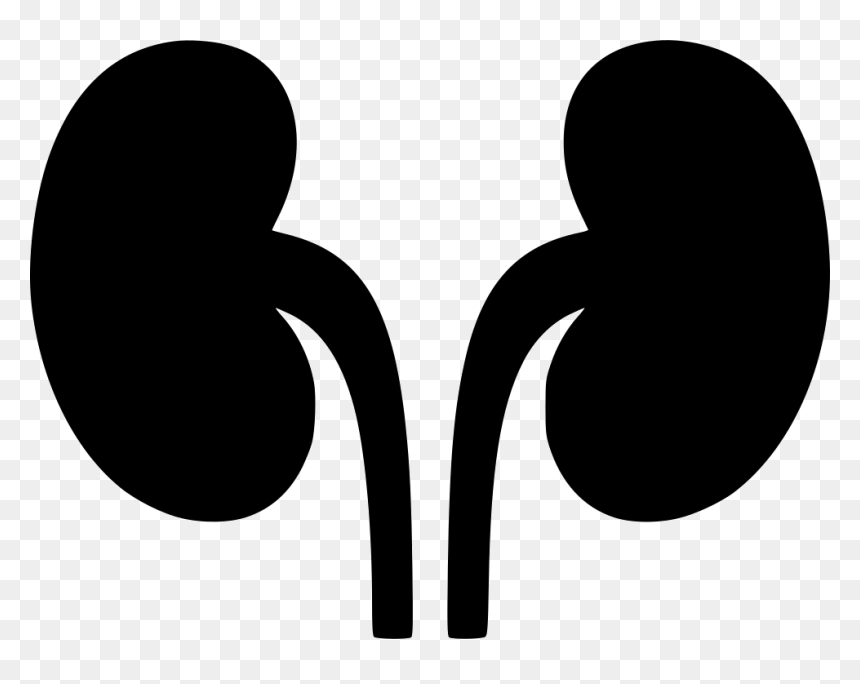 Black silhouette of two human kidneys with ureters on transparent background.