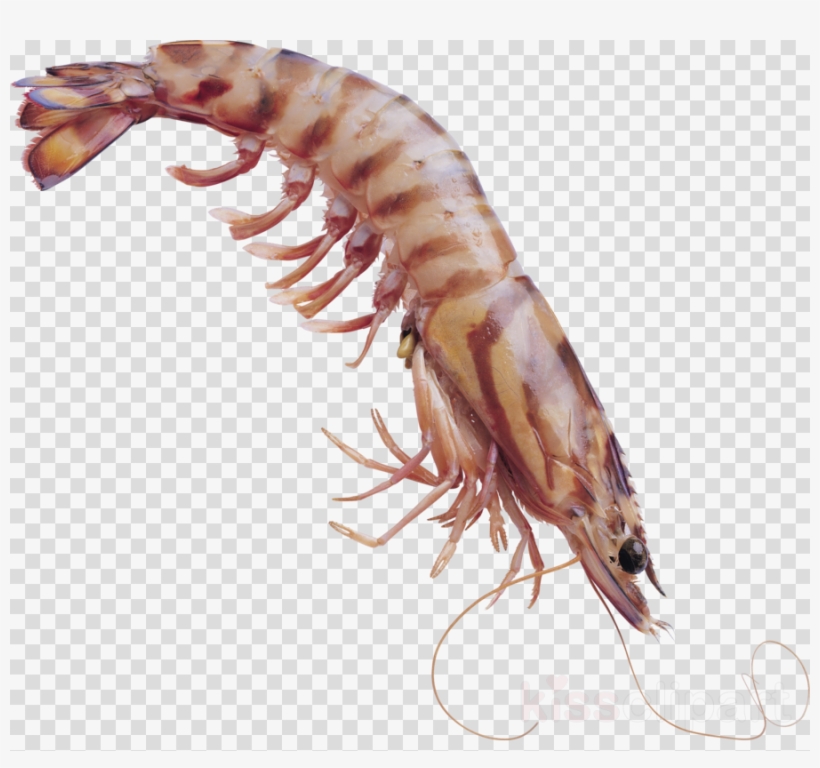 A fresh, uncooked tiger prawn with striped shell and long antennae on transparent background.