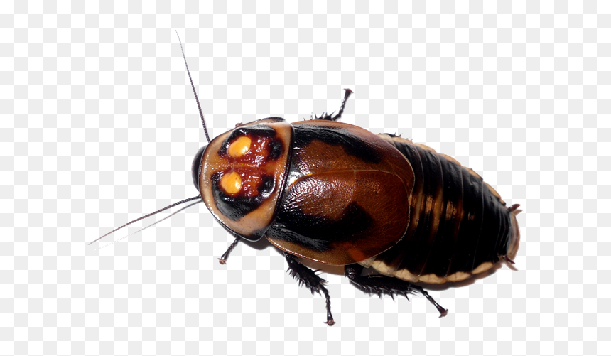 A close-up of a large, glossy cockroach with distinctive orange eye spots and segmented brown-black exoskeleton on transparent background.
