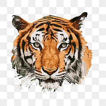 Cat Drawing, Tiger, Sticker, Decal, Bengal Tiger, Wildlife - Clip Art ...