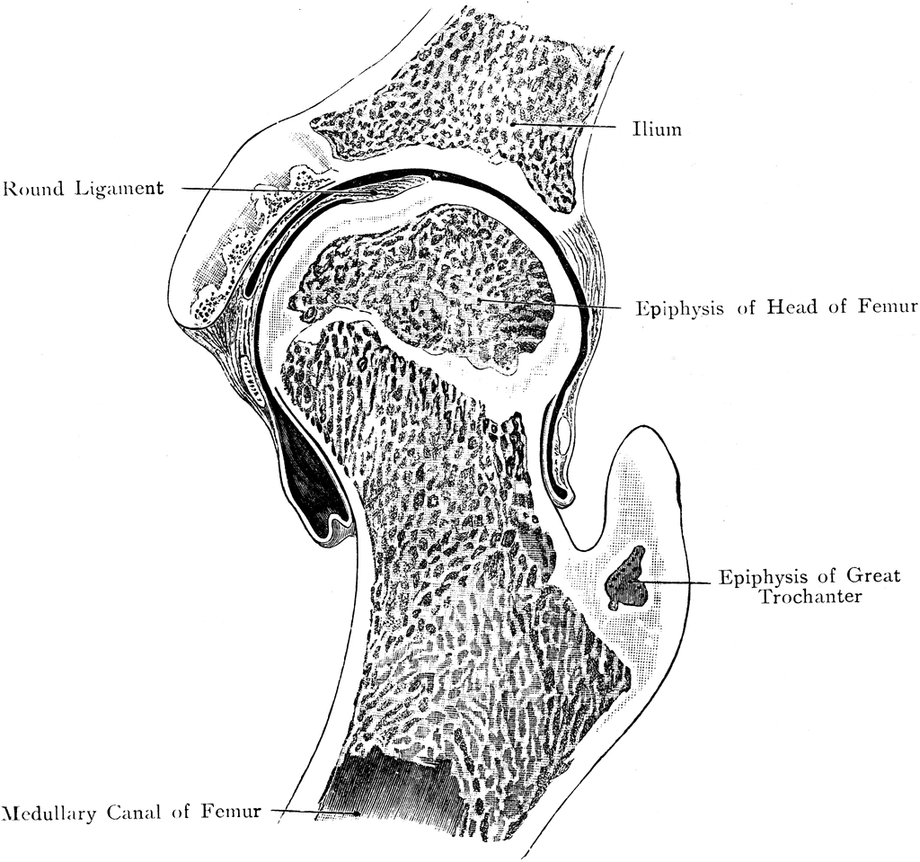 Anatomical illustration of the hip joint showing ilium, round ligament, femoral head epiphysis, greater trochanter epiphysis, and medullary canal.