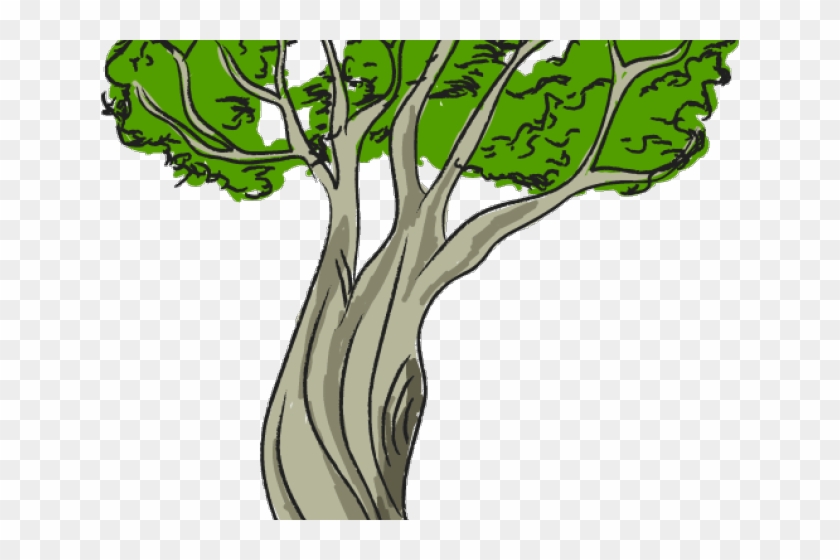 Hand-drawn illustration of a sturdy tree with green canopy and textured gray trunk on transparent background.