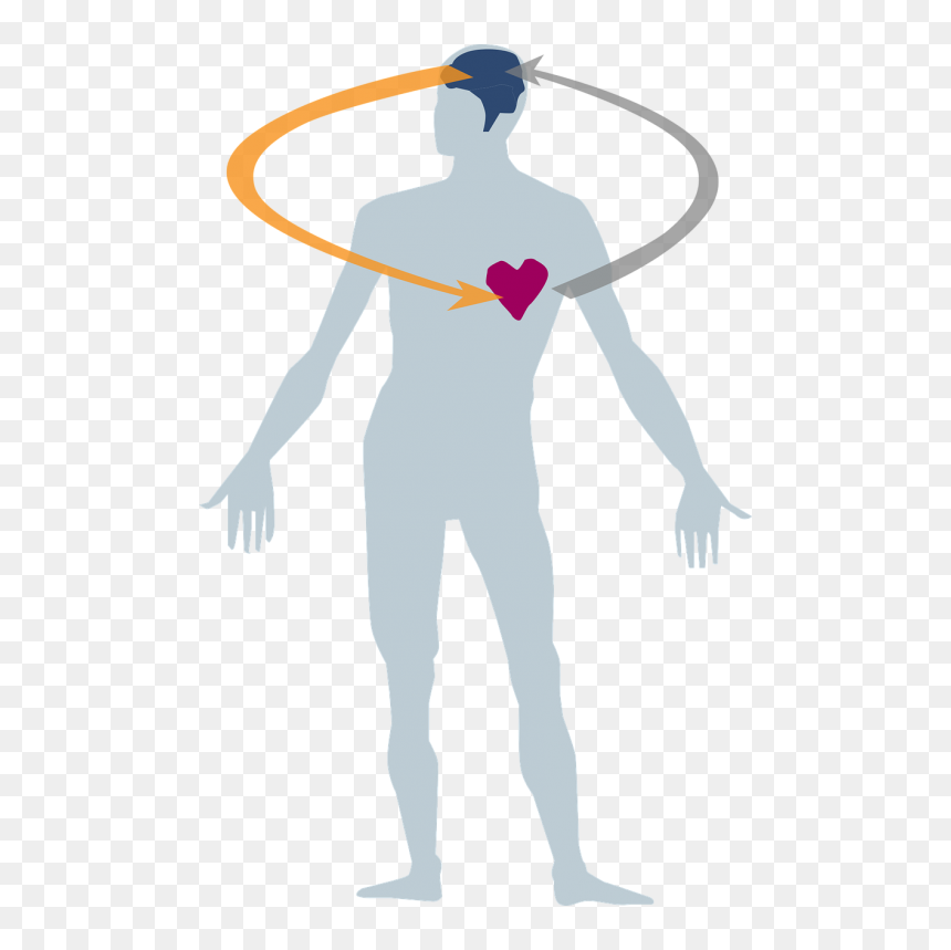 Heart Body Cliparts png images