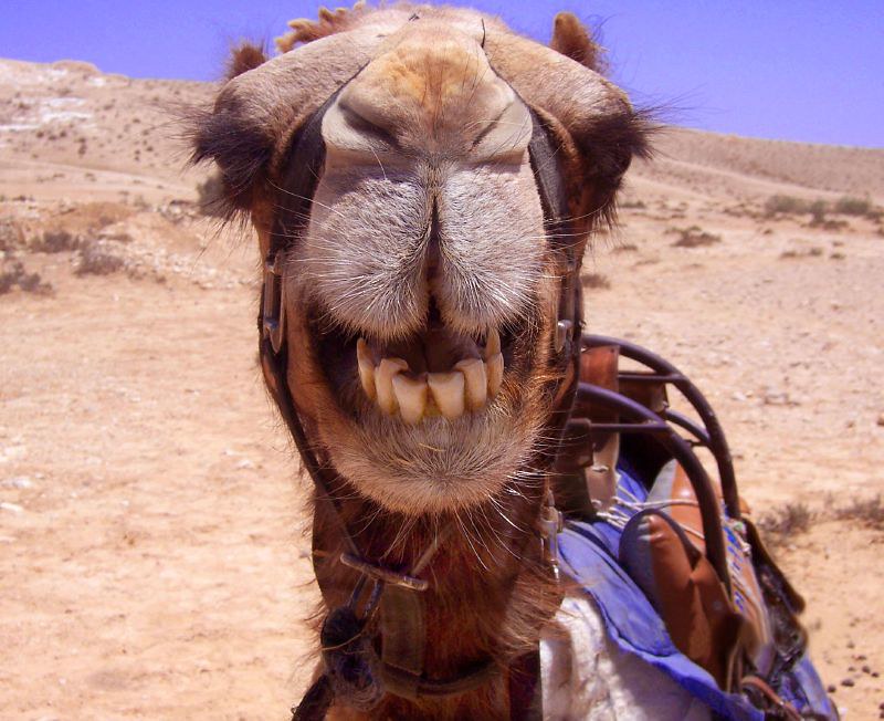 Close-up of a smiling camel with visible teeth, wearing a harness, in a desert landscape under bright blue sky.