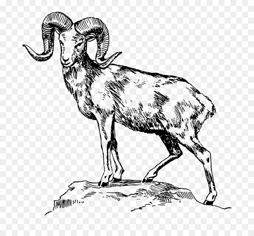 Black-and-white line drawing of a majestic bighorn ram standing on a rocky outcrop, with large curled horns and detailed fur texture.