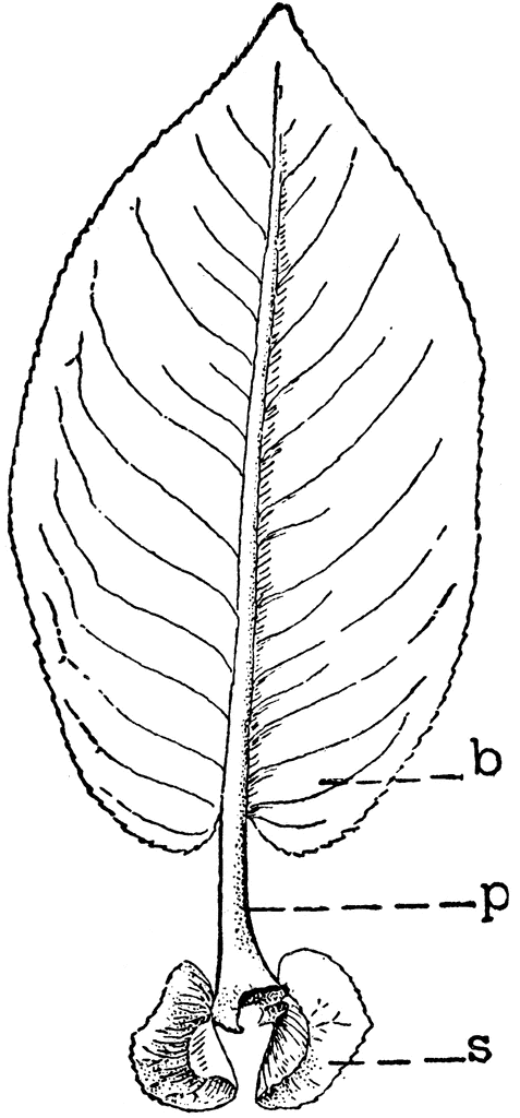 Botanical line drawing of a leaf with labeled parts: blade (b), petiole (p), and stipules (s).