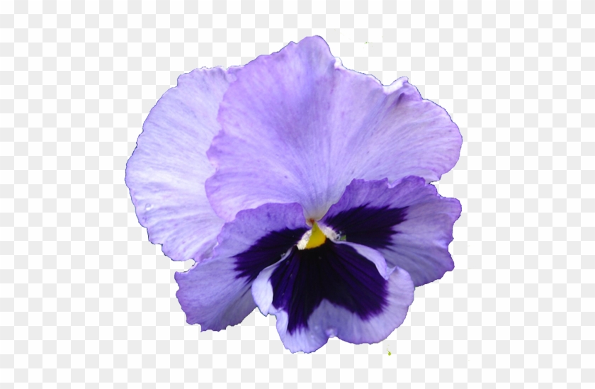 A vibrant purple pansy with deep violet center and delicate petal gradients on transparent background.