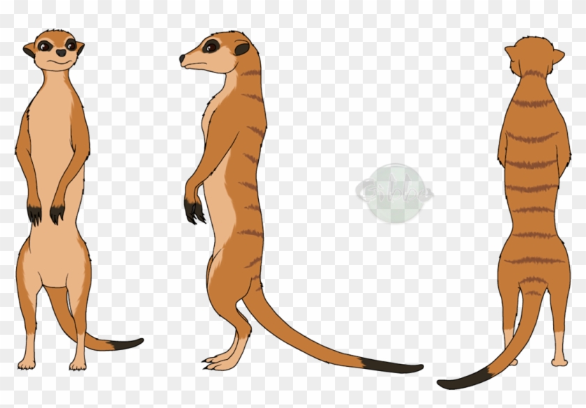Three illustrated meerkats in front, side, and back views showing striped fur, upright posture, and black-tipped tails.