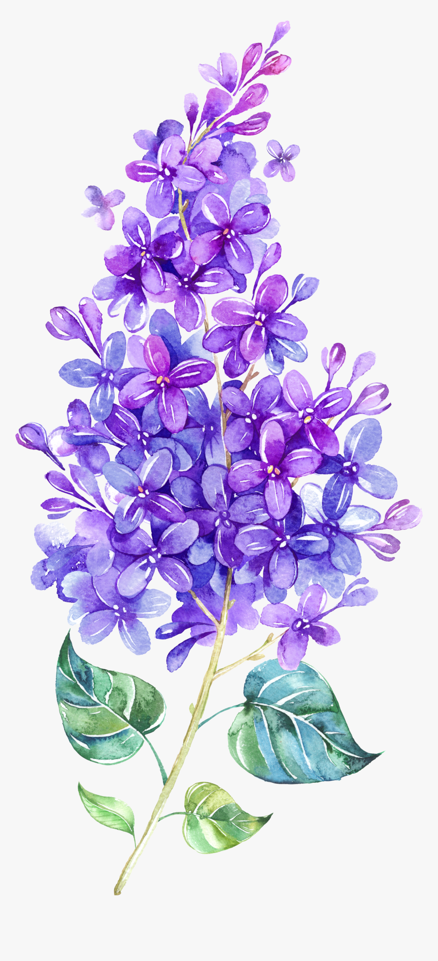 lilac flower clip art