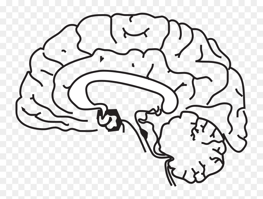 Line drawing of a human brain in sagittal view showing cerebral hemispheres, corpus callosum, cerebellum, and brainstem.