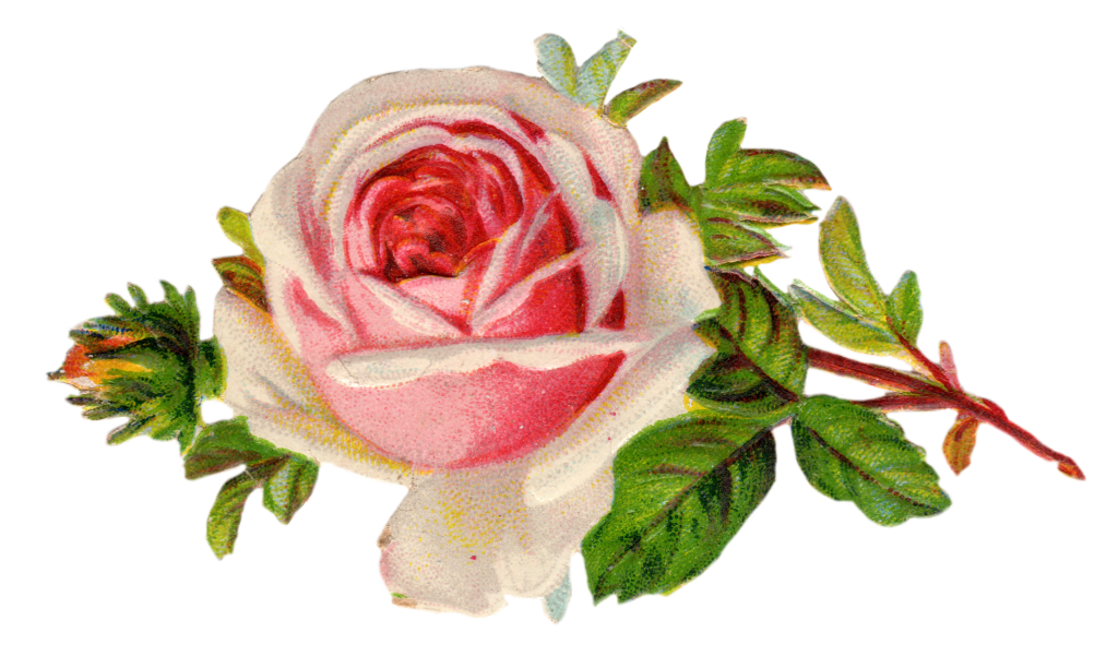 Vintage-style illustrated pink-and-white rose with green leaves and stem on transparent background.