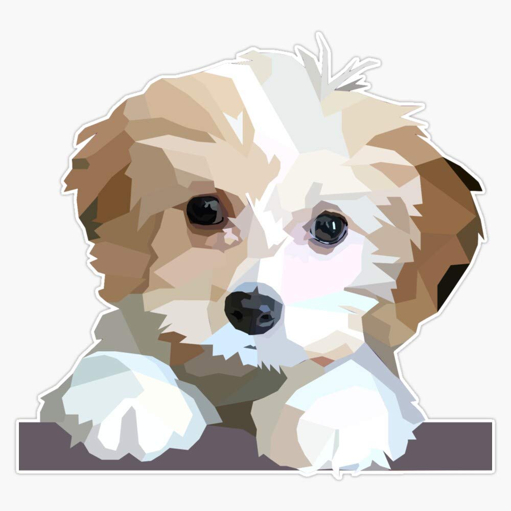 Cavachon Puppies for Sale - Simply Southern Pups