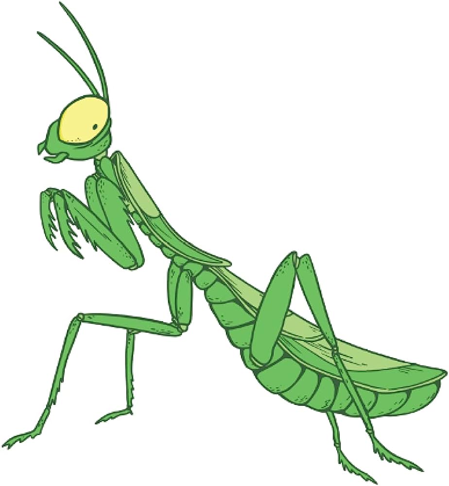 Praying mantis clipart. Free download transparent .PNG Clipart Library ...