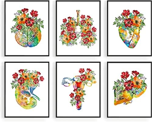 Six framed watercolor art prints blending human anatomy with vibrant floral motifs-brain, lungs, heart, kidney, uterus, and liver.