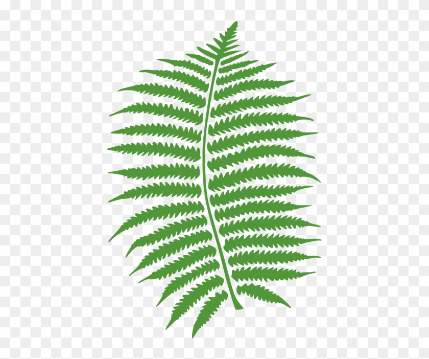 Fern Clip Art at Clker.com - vector clip art online, royalty free ...