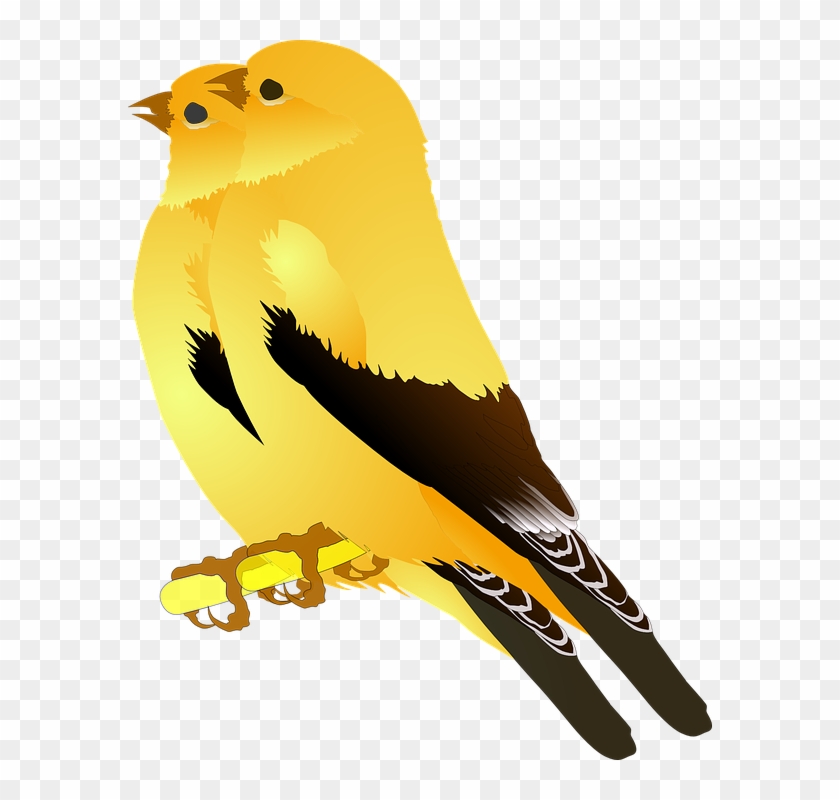 Two bright yellow birds perched side by side, featuring black wings and tail feathers with white markings.