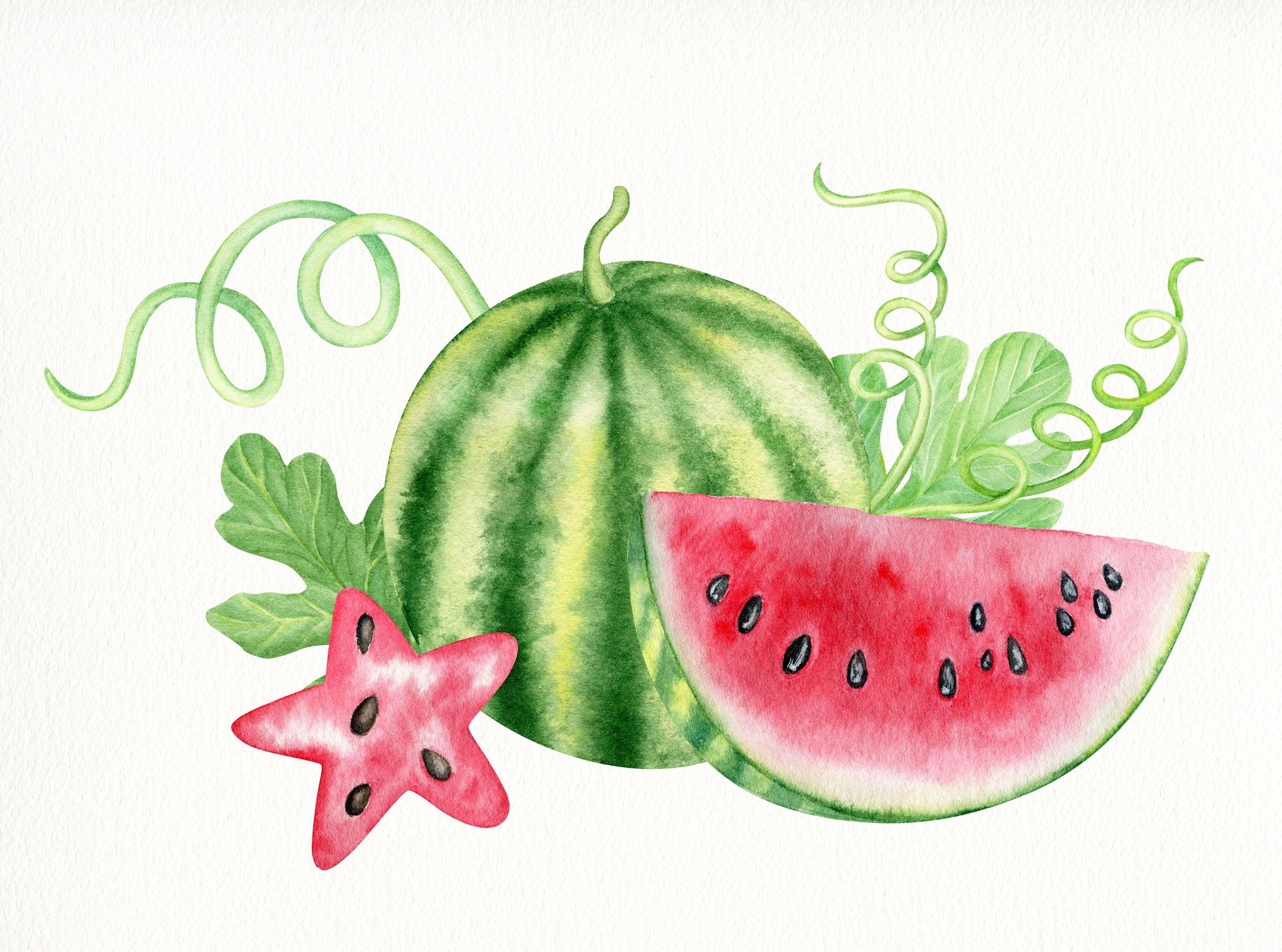 22-000-juicy-watermelon-illustrations-royalty-free-vector-clip-art