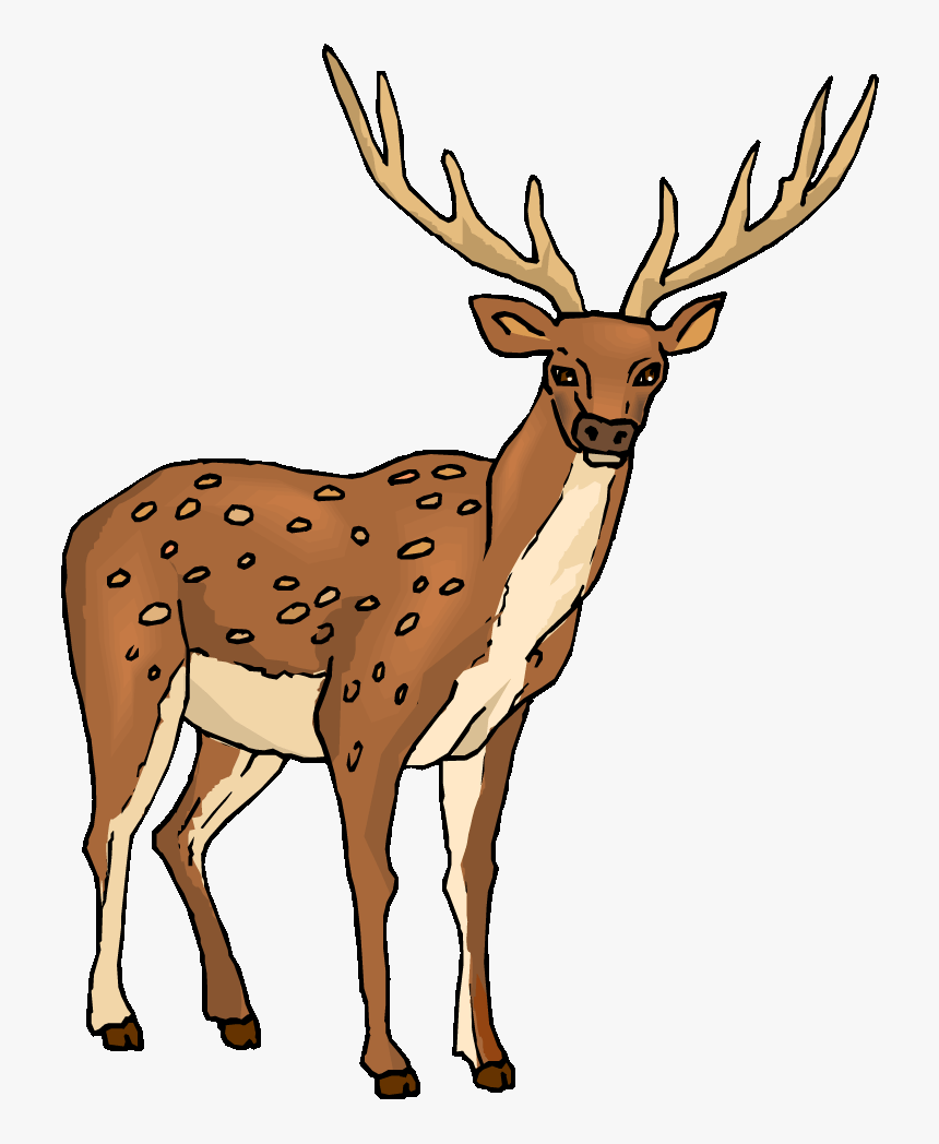 Illustrated spotted deer with large antlers, brown coat, white underbelly, and alert stance.