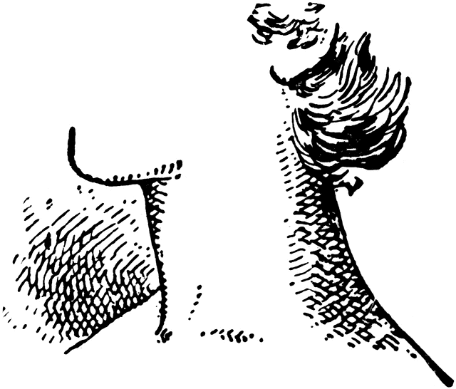 Black-and-white line drawing of a stylized plant with textured leaves and stem, possibly a fern or palm frond.