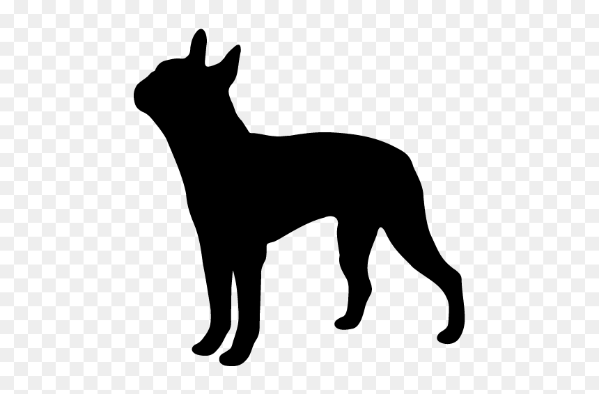 Black silhouette of a standing Boston Terrier dog in profile view on transparent background.