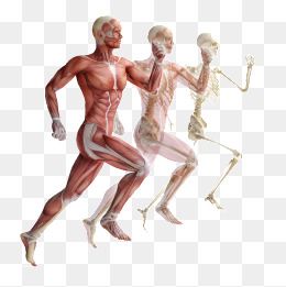 Three layered anatomical figures running-muscular, vascular, and skeletal systems in motion.