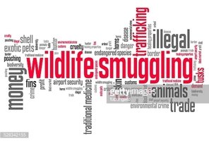 Word cloud visualizing key terms related to wildlife smuggling, including illegal trade, trafficking, endangered species, and money.