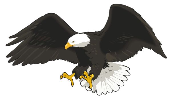A bald eagle in flight with wings spread wide, white head and tail, yellow beak and talons, poised to strike.