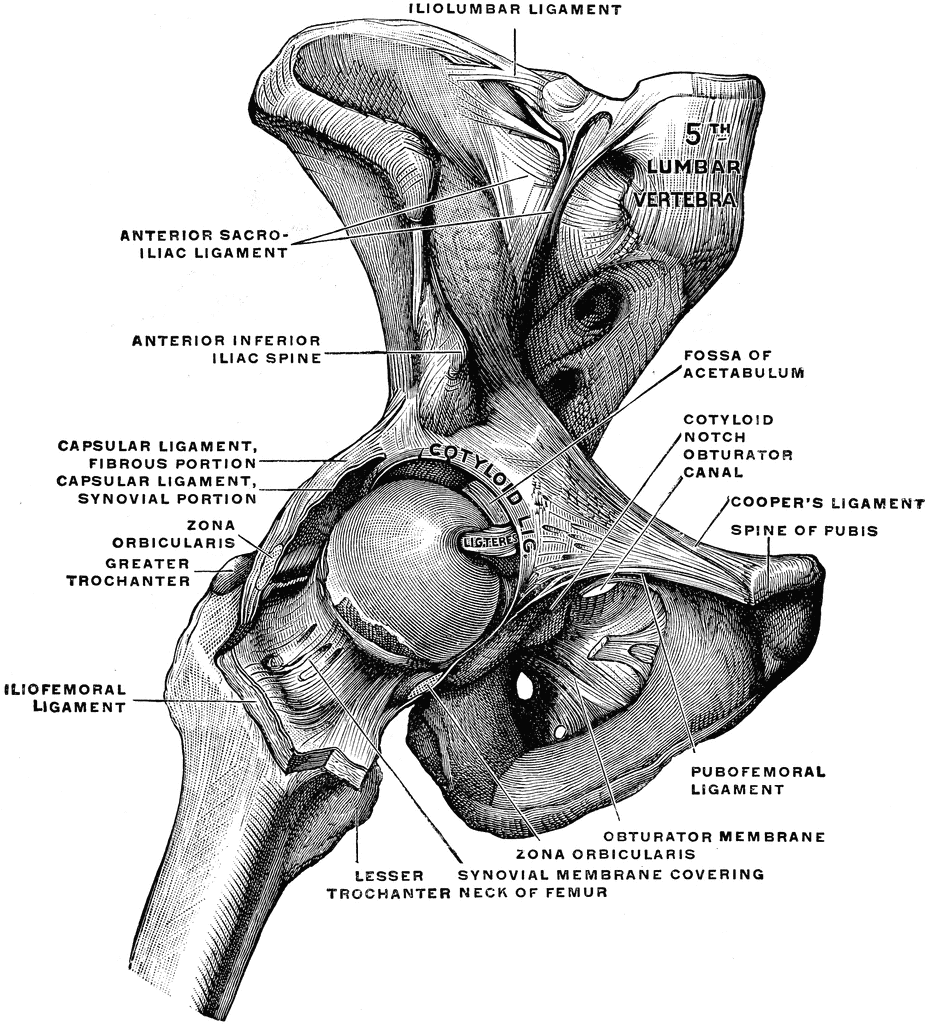 hip joints - Clip Art Library