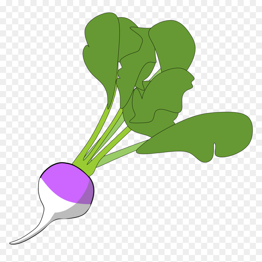 Illustrated purple-topped radish with green leafy stems on transparent background.
