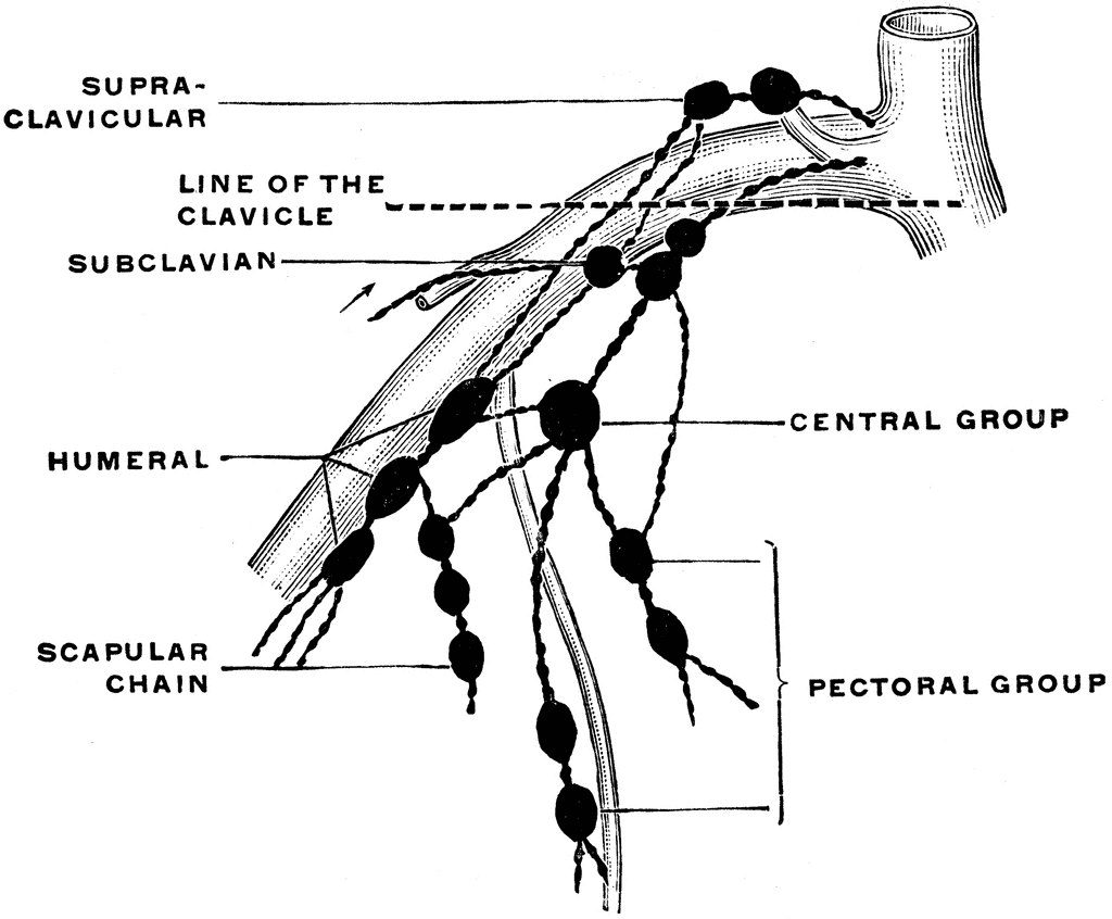 Lymph node groups of the axilla, including supraclavicular, subclavian, central, pectoral, and scapular chains, labeled anatomically.
