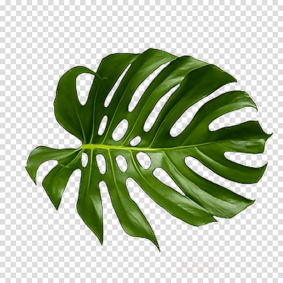 Tropical Leaf SVG Bundle Tropical Leaves Clipart Summer - Clipart ...