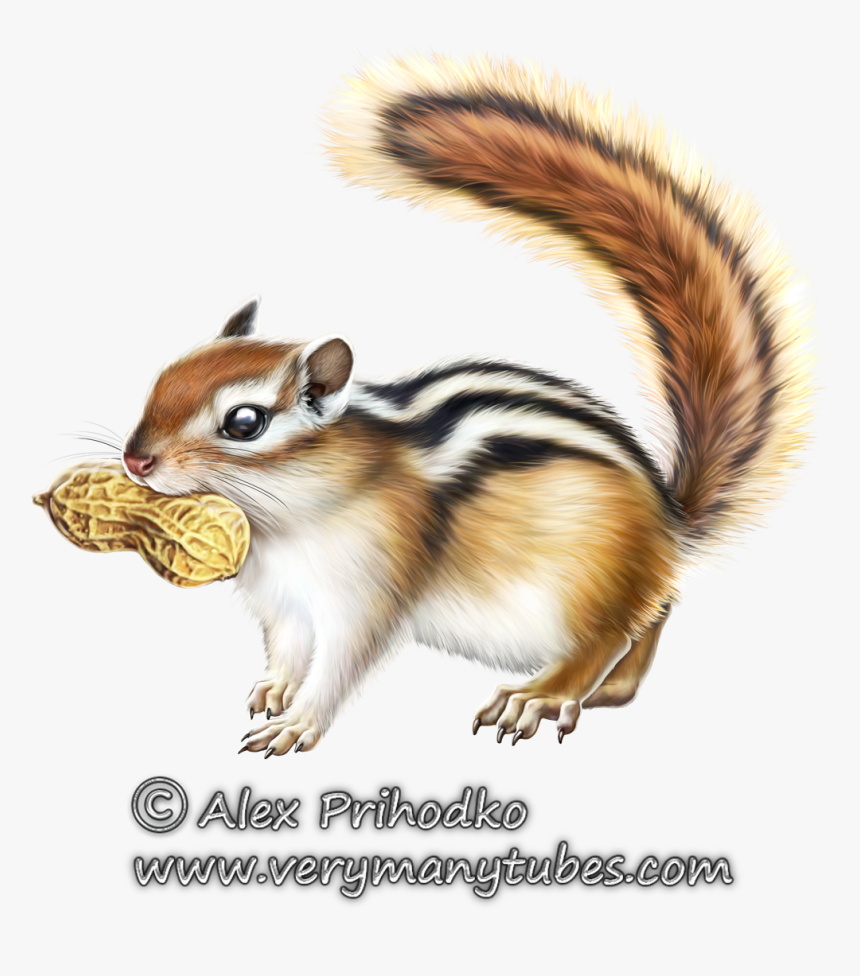 Chipmunk Clipart Woodland - Cute Woodland Animals Clipart - Clip Art ...