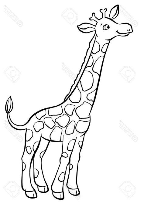 Cute Giraffe drawing, safari animals | Zazzle