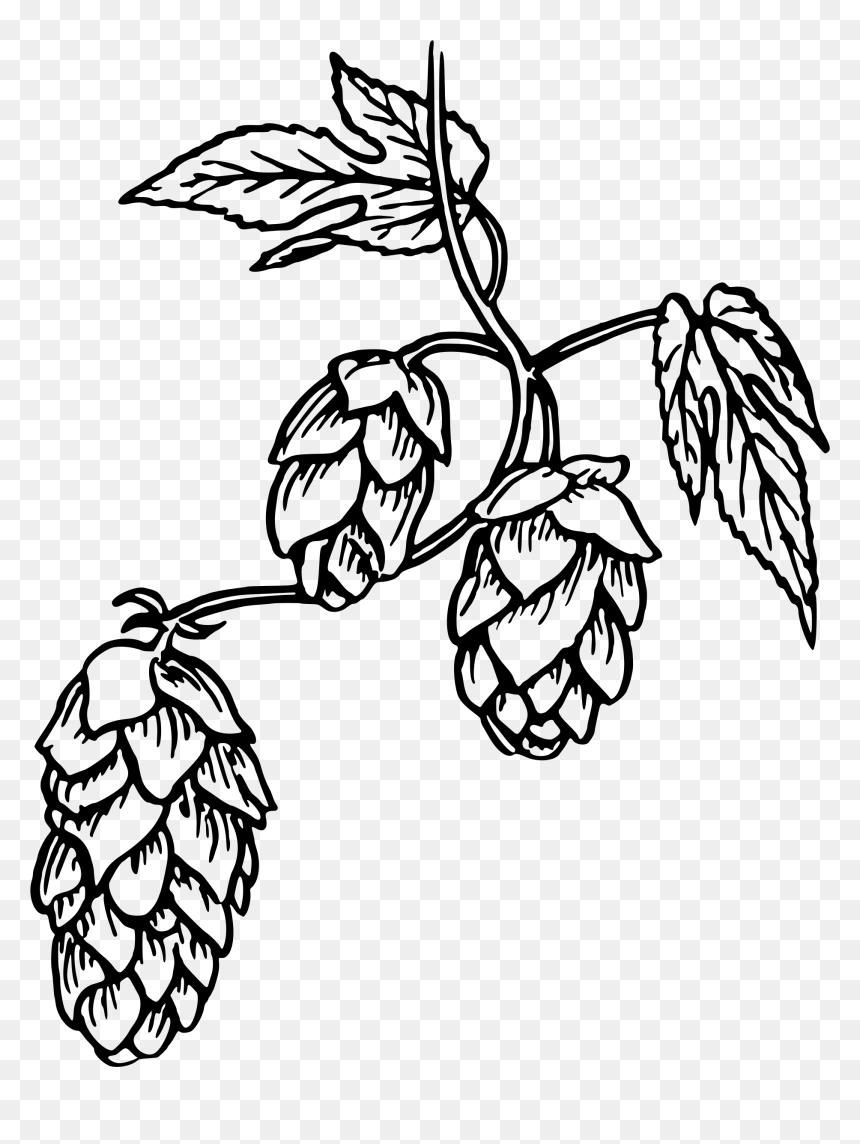 Black-and-white line drawing of hop cones and leaves on a vine, detailed botanical illustration.