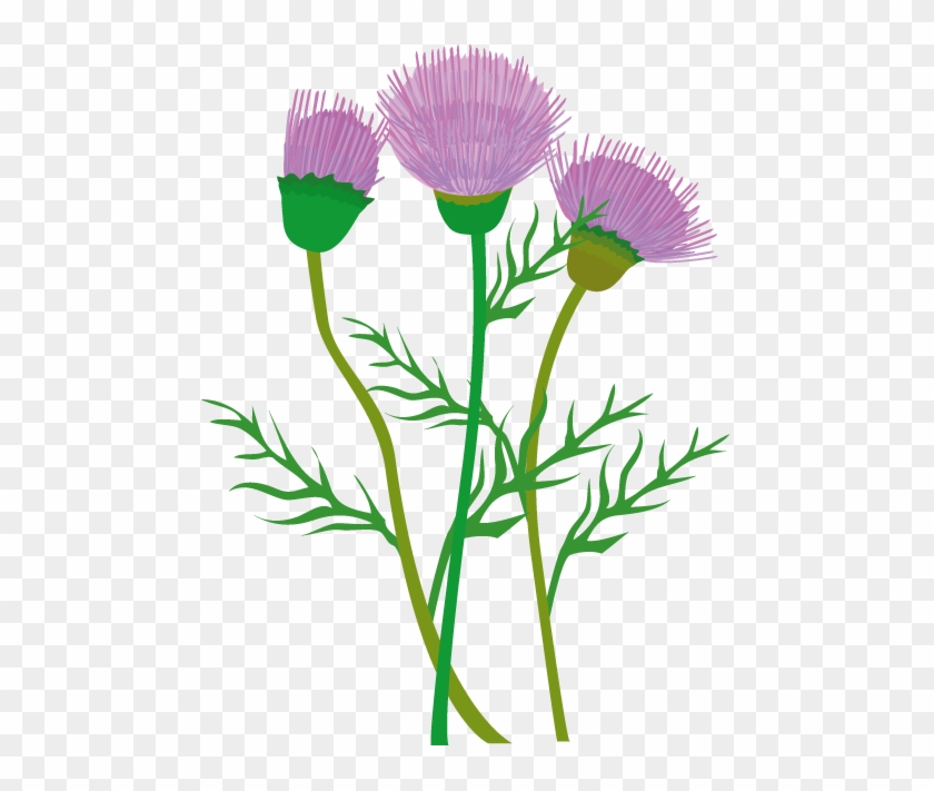 Free Thistle Cliparts, Download Free Thistle Cliparts Png Images - Clip 