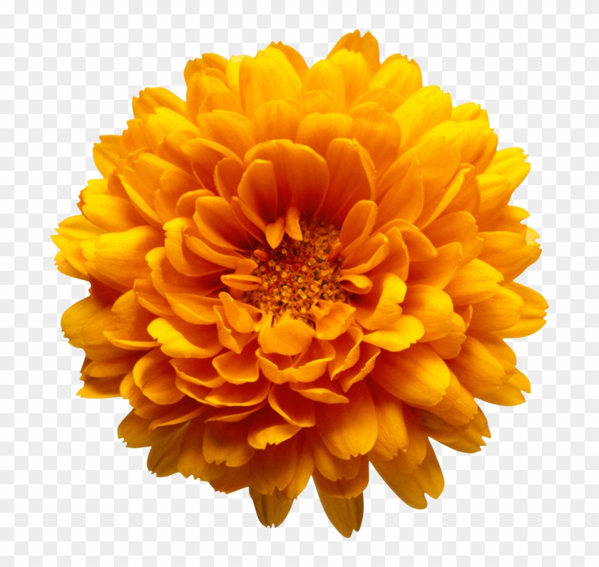 Marigold Flower Art , marigold transparent background PNG clipart ...